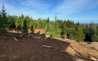 Land Clearing + Site Preparation